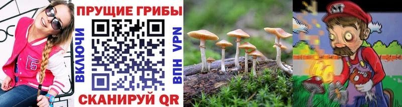 купить наркотики сайты  Шарыпово  Псилоцибиновые грибы Psilocybe 